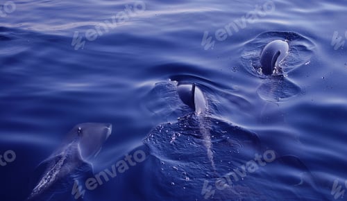 Preview: A pod of Dolphins at sea