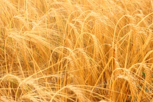 Preview: A fields of ready for harvest ripe barley or rye