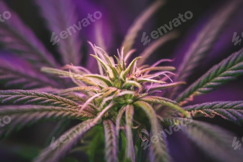 Preview: Macro of cannabis plant
