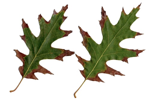 Preview: Oak leaves