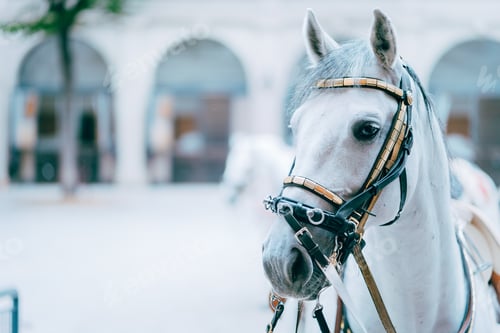 Preview: Portrait of the world famous Lipizzaner Stallion legendary White Stallions horse. Spanish Riding