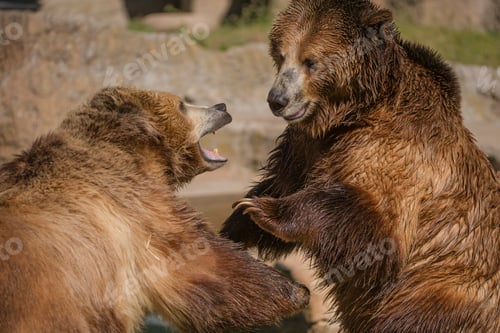Preview: Two grizzly bears playfighting