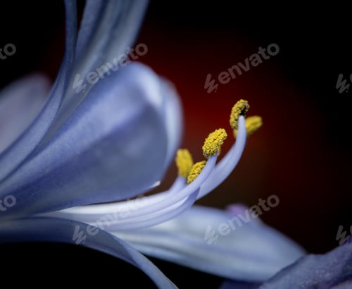 Preview: Close-up of open flower against a dark background