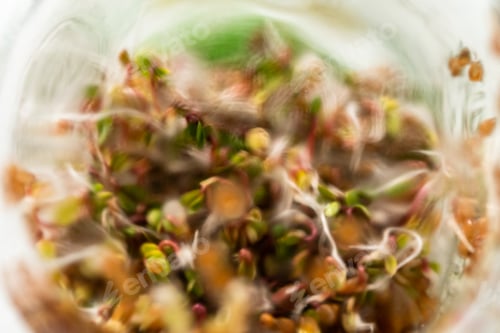 Preview: Growing sprouts in a jar