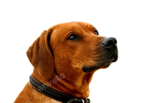 Preview: ridgeback dog, pet, doggy isolate