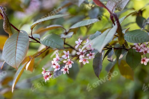 Preview: Beautiful Pink blooming bird cherry in an early spring