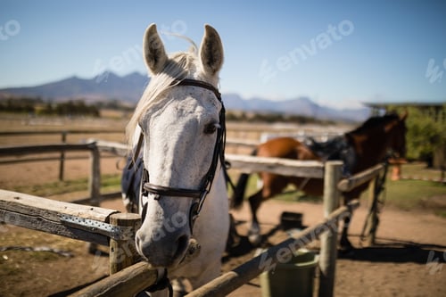 Preview: White horse standing in the ranch