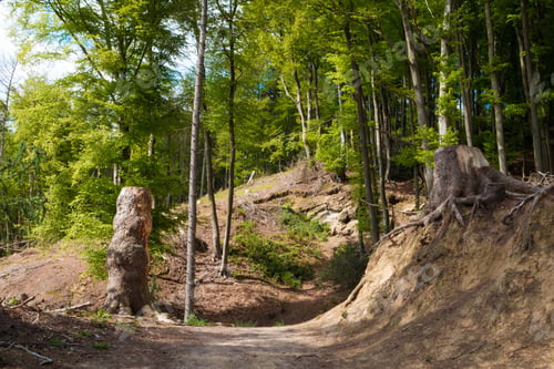 Preview: walking track in teutoburger forest at the hermanns road in germanny with forest old trees and rocks
