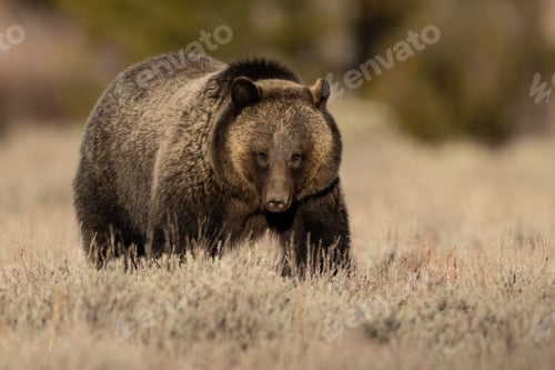 Preview: Grizzly Bear in Grand Teton National Park