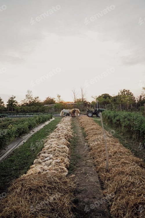 Preview: vegetables crops grow in organic vegetable garden during summertime, natural wool and plastic mulch