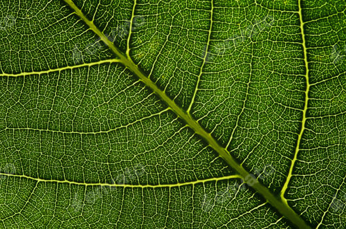 Preview: close up of green leaf