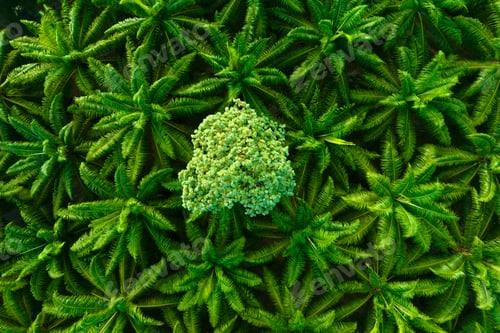 Preview: Top view aerial view of fertile oil palms