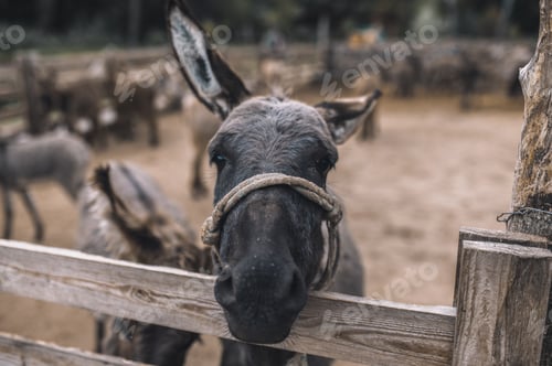 Preview: Cute donkeys at the cattle farm