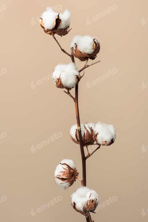 Preview: Dried fluffy cotton flower branch on a beige background