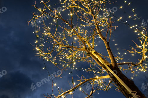 Preview: Christmas lights decorating a tree; dark sky background