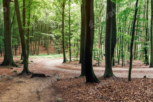 Preview: Woodland area of Granitz with European beech, Fagus sylvatica
