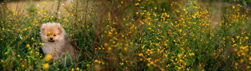 Preview: Young Happy White Puppy Pomeranian Spitz Puppy Dog Sitting In Grass And Wild Flowers. Panorama