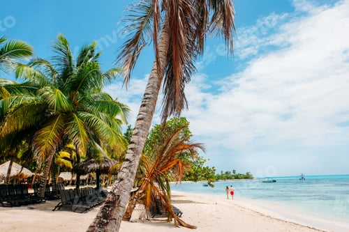 Aperçu: Caribbean beach with palm trees