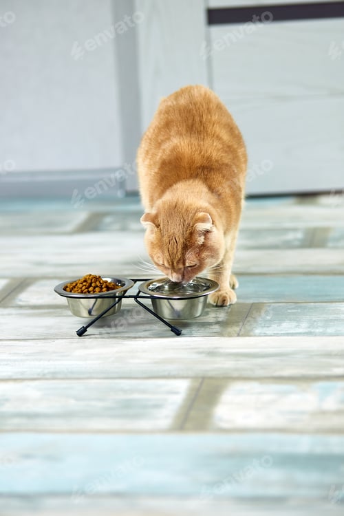 Preview: Adorable cat drinking water in metal bowl indoors at home