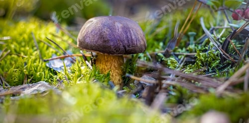 Preview: Edible boletus mushroom, porcini mushroom, Polish mushroom in the forest. Autumn.