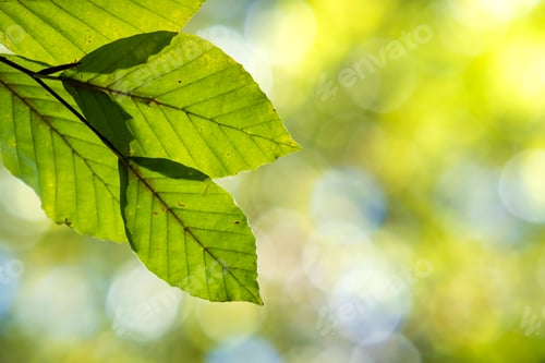Preview: Close up of bright vibrant yellow leaves on a tree branches in autumn park. Detail of fall forest