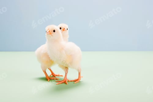 Preview: Chicks standing in studio