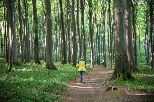 Preview: Germany, Mecklenburg-Western Pomerania, Ruegen, Jasmund National Park, hiker in beech forest on hiki
