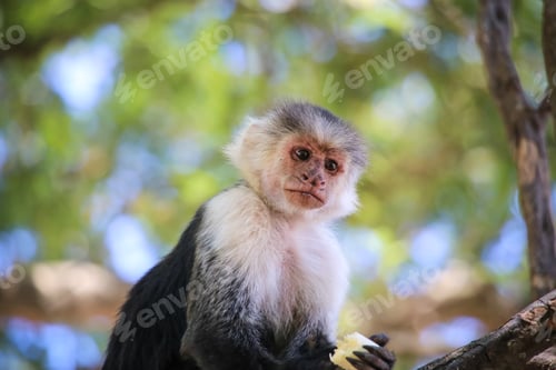 Preview: Portrait of a Panamanian white-faced capuchin monkey perched in a tree in Costa Rica.