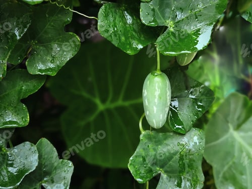 Preview: Fresh Green Small Fruit Against Wet Leaves Background