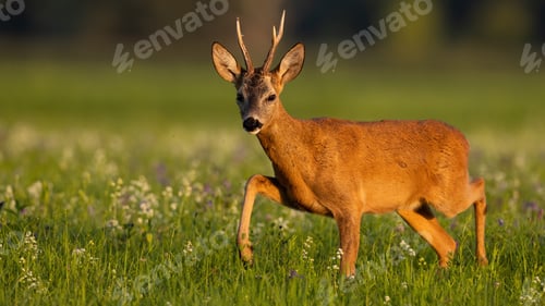 Preview: Roe deer moving on wildflowers in summertime light
