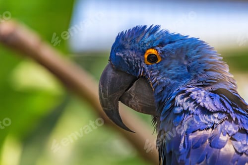 Preview: Portrait of Hyacinth macaw or Anodorhynchus hyacinthinus