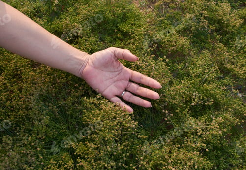Preview: Woman hand and soft grass in nature