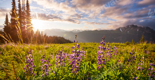 Preview: Mountains meadow