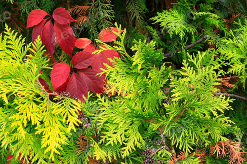 Preview: Green thuja branches and red leaves of maiden grapes