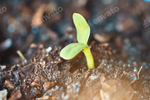 Preview: Sunflower seed