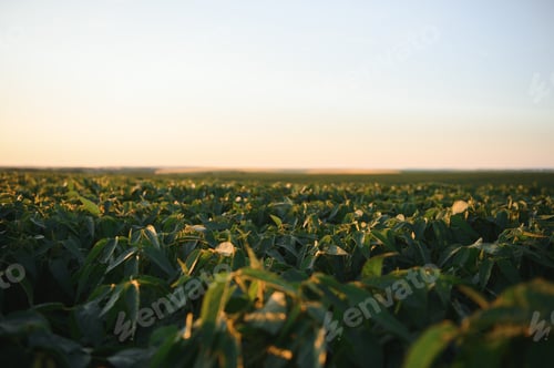 Preview: Soy field and soy plants in early morning light. Soy agriculture