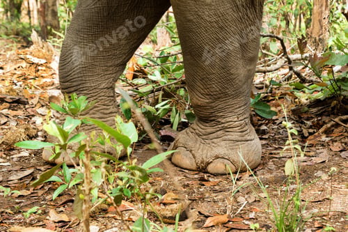 Preview: Close-up legs of elephant walking through the rainforest. Chiang Mai province, Thailand.