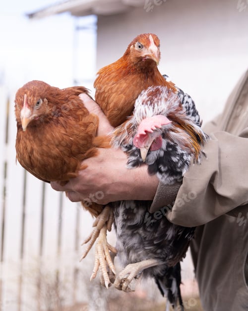 Preview: three chickens in the hands of a farmer