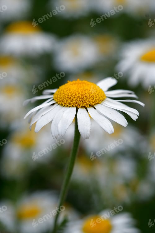 Preview: Little flower