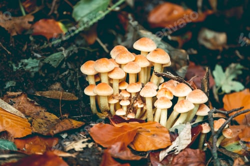 Preview: close up of edible mushrooms. honey agarics in a forest