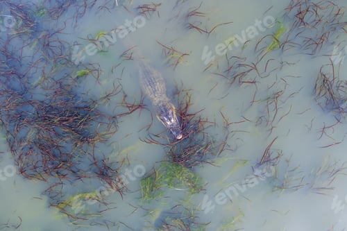Preview: Aerial view of an American Alligator