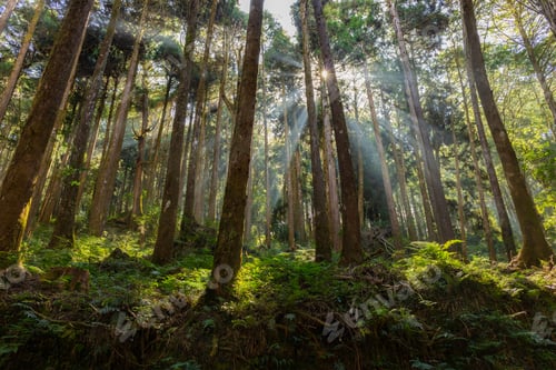Preview: Cedar trees in the forest with through sunlight ray