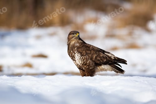 Preview: Majestic common buzzard sitting on snow in winter