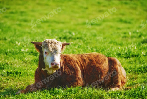 Preview: Hereford - all brown and white