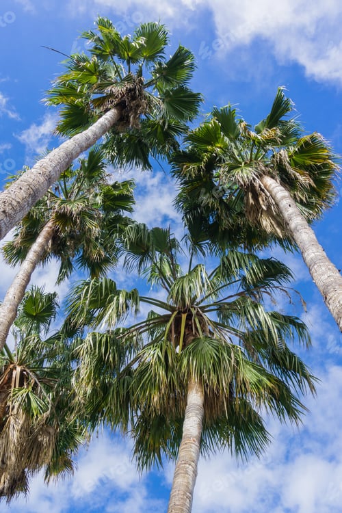 Preview: Palm trees on a blue sky and white clouds background, California