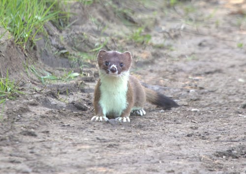 Preview: A wild stoat