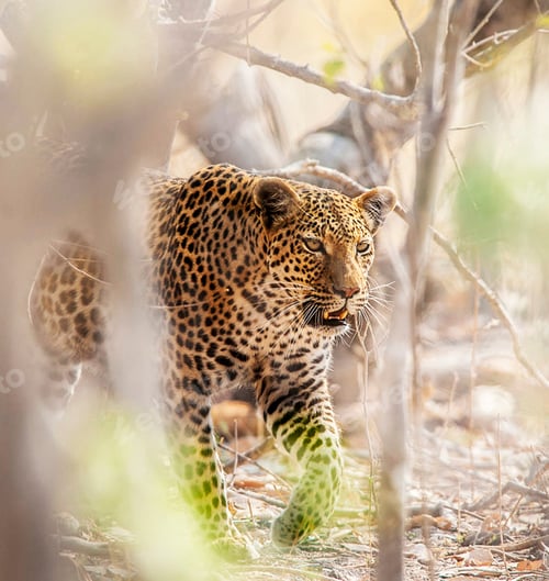 Preview: A Best wildlife destinations in the world