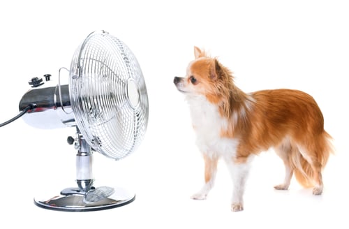 Preview: chihuahua and fan