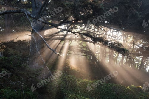 Preview: Natural landscape view of the sunlight passing thru the forest trees