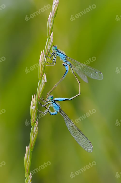 Preview: Close up of dragonfly, Blue tailed damselfly